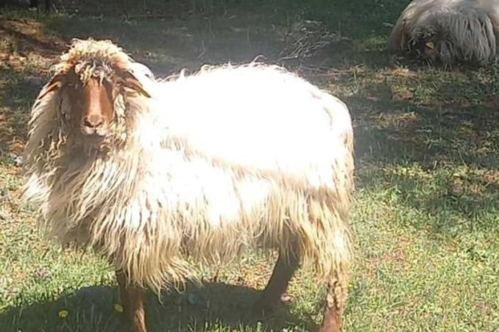 Foto: Privatna arhiva