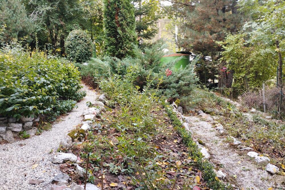 U Botaničkoj bašti i brojne endemske vrste, Foto: Dragana Šćepanović