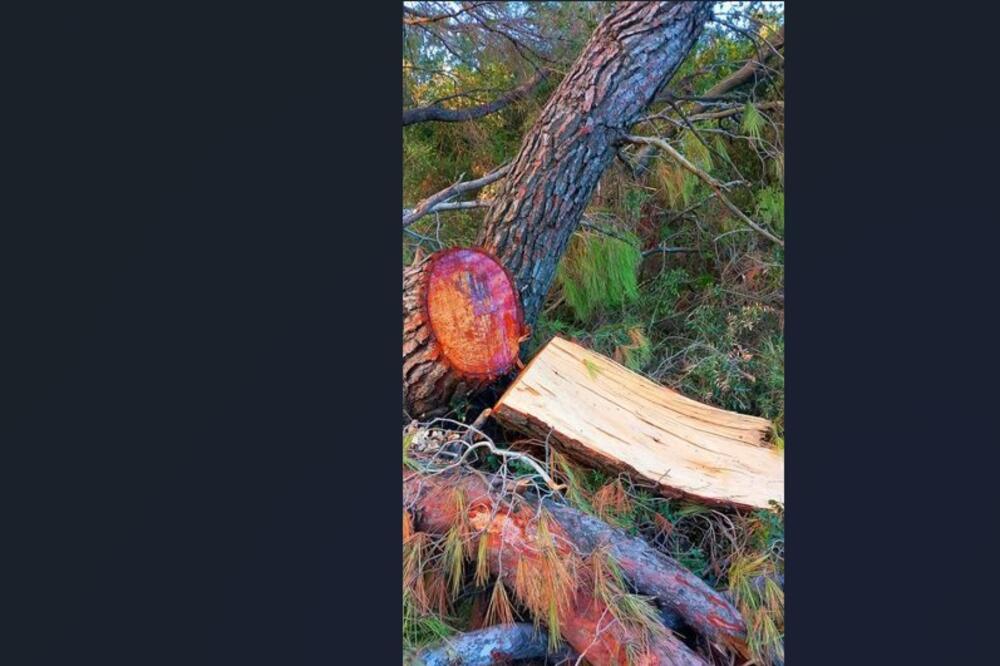 They claim that they also cut down healthy trees, Photo: Green Home