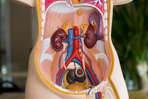 Evo zašto neke organe imamo po dva: Bubrezi, pluća, oči, uši…
