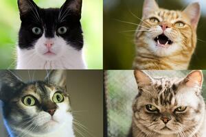 Mačke imaju skoro 300 izraza lica, pokazuje američka studija