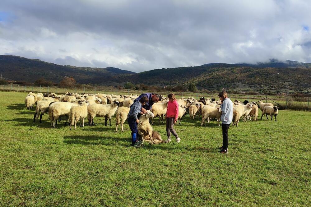 Berćirovići sa stadom, Foto: Svetlana Mandić