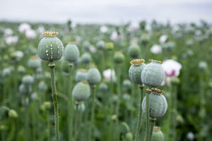 UN: Due to the ban on the cultivation of opium poppy in Afghanistan, the supply has fallen...