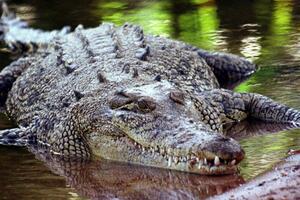 BBC: Australijanac preživio napad krokodila tako što ga je ugrizao