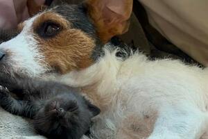 Unusual adoption: Why a female dog nursed an abandoned litter...