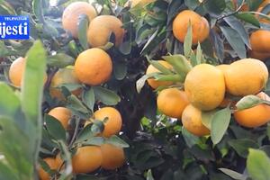 Rekordan rod mandarina u Ulcinju, ali se proizvođači žale: Naše...