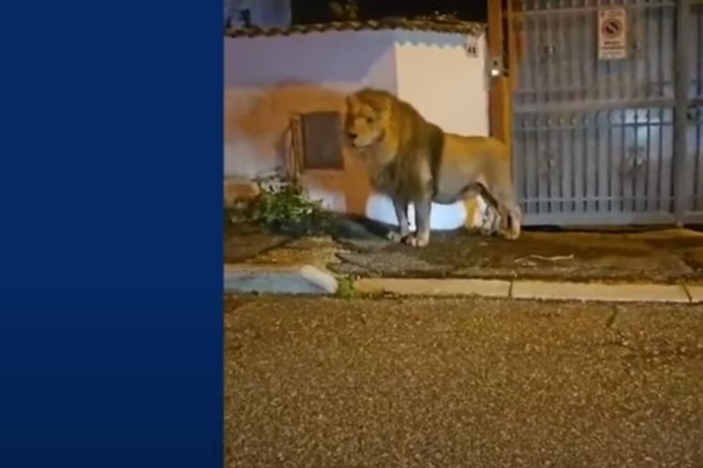 Escaped circus lion captured after prowling the streets of Italian