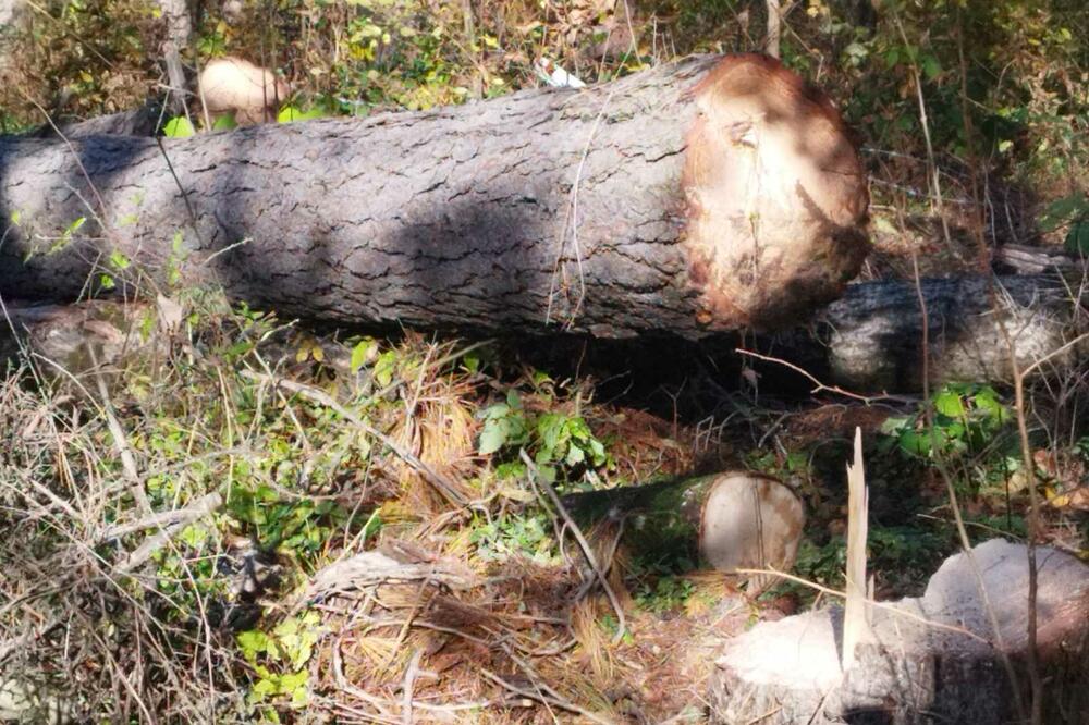 Posječena stabla, Foto: NVO Natura