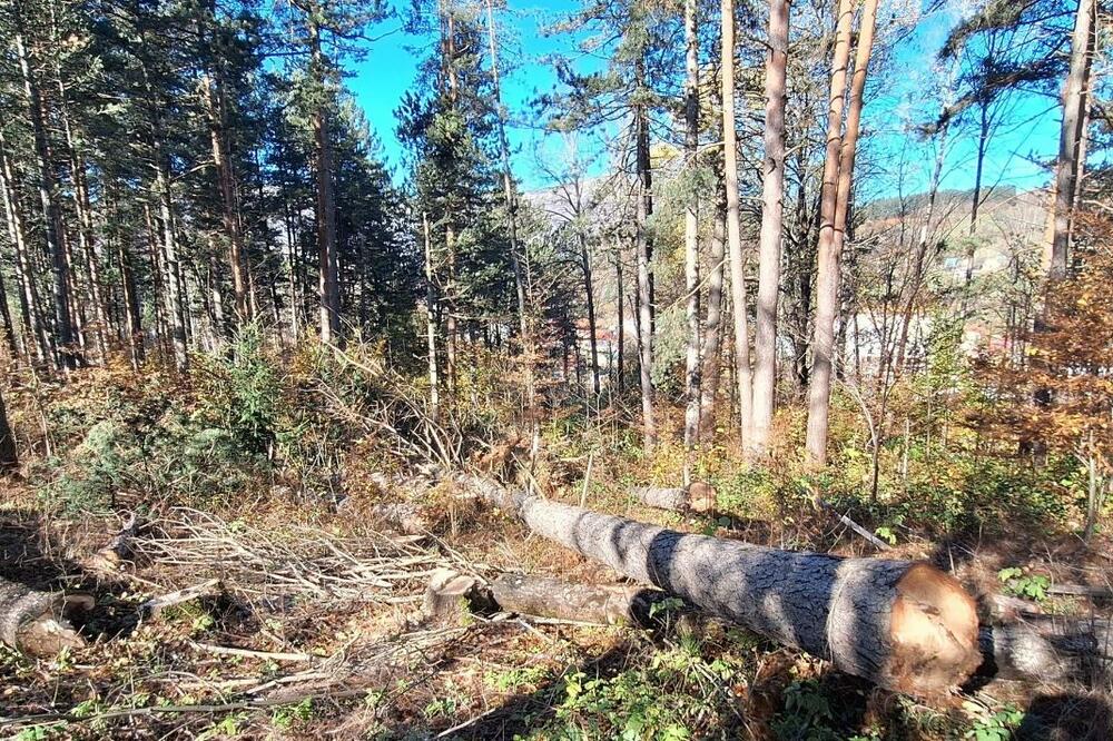 Posječena stabla, Foto: Privatna arhiva