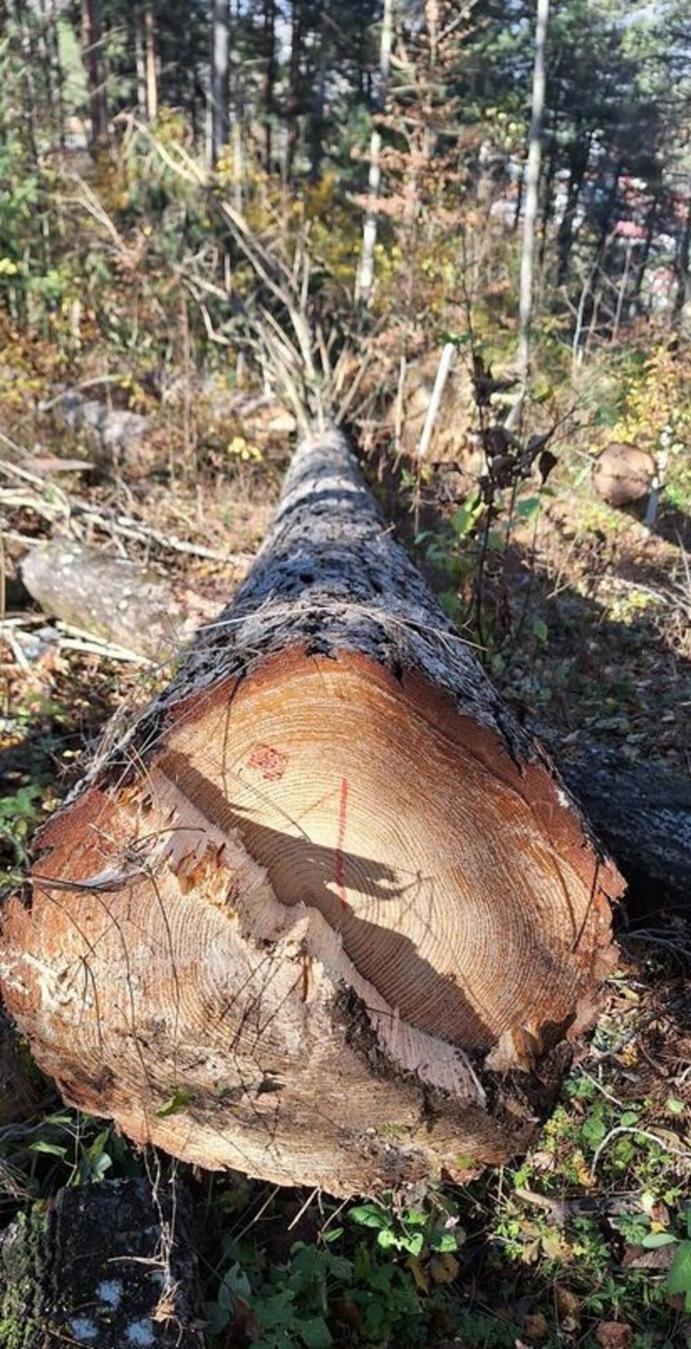 <p>O bespravnoj sječi u park šumi Dulovine, policiju i Komunalnu policiju obavijestila je Zora Marjanović Vincek, supruga pokojnog Danijela Vinceka, koji osnivač Botaničke bašte</p>