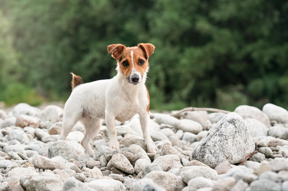Džek Rasel terijer (ilustracija), Foto: Shutterstock