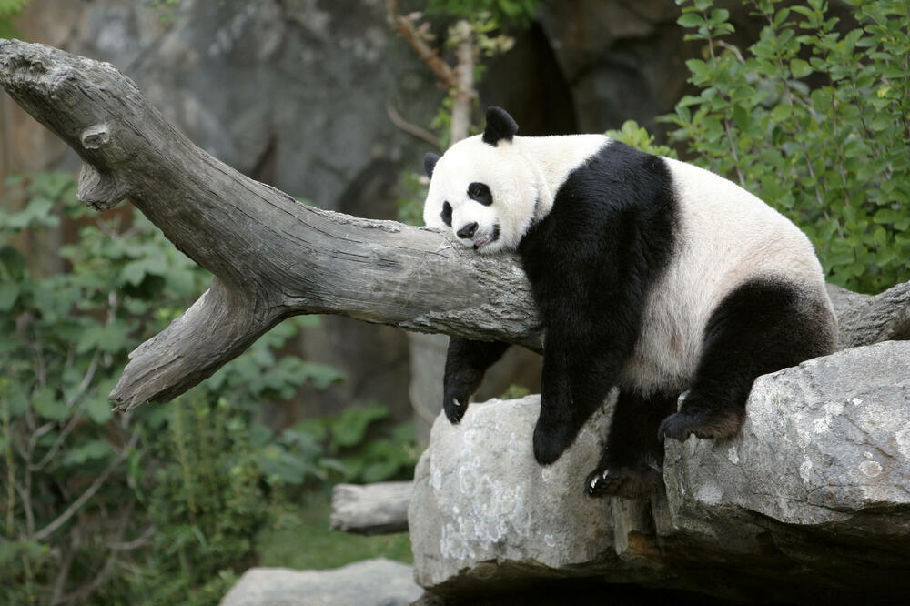 Panda snimljena 8. novembra u zoo vrtu u Vašingtonu, Foto: Reuters