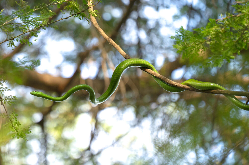 Ilustracija, Foto: Shutterstock