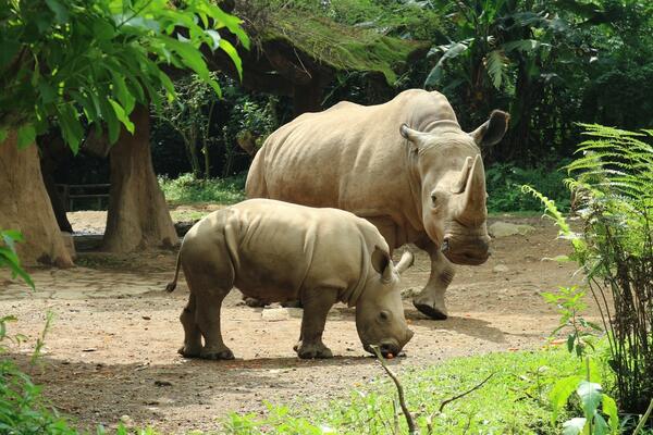 U indonezijskom zoološkom vrtu rodilo se mladunče rijetkog...