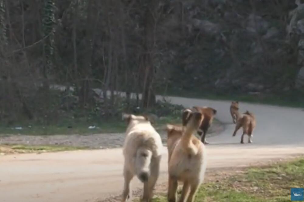 Psi lutalice, Foto: Screenshot/TV Vijesti