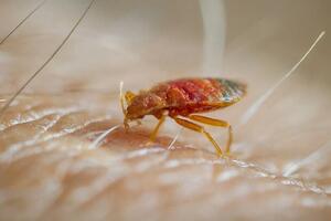 Zaštita od insekata: Zašto je toliko teško izaći na kraj sa...