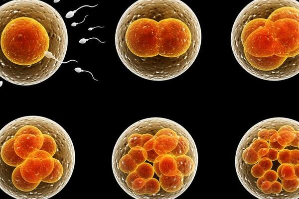 Naučnici traže da se dozvole eksperimenti na embrionima starim do...