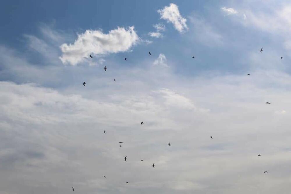 Važna ptičja staništa