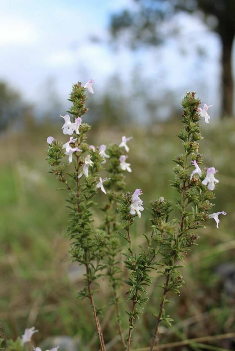 Dom za brojne endemske vrste