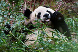 Dvije džinovske pande napustile Škotsku i vraćaju se u Kinu