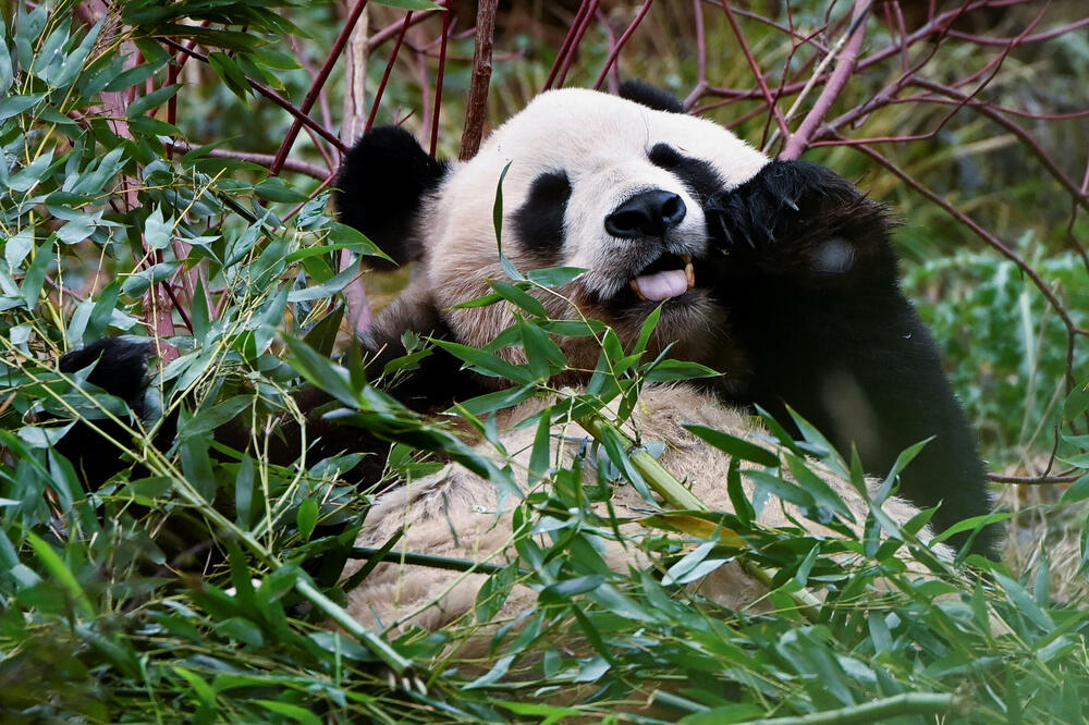 Panda Yang Guang, photographed on November 29, 2023 in Edinburgh, Scotland Photo: Reuters