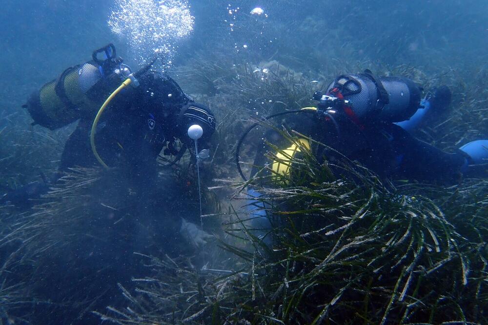 Novi projekti iz EU fondova, Foto: Institut za biologiju mora