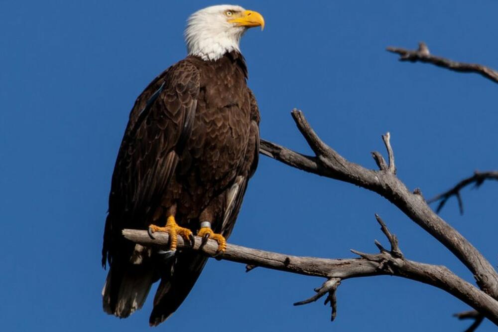 Bjeloglavi orao se nekada smatrao ugroženom vrstom u većem djelu Sjedinjenih Država, Foto: Getty Images
