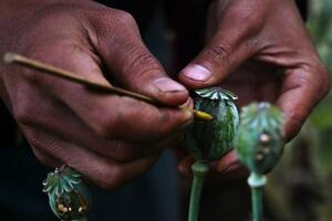 Pet razloga zašto je Mjanmar postao najveći svjetski proizvođač...