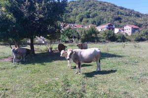 NVO Buša: Potrebne hitne mjere za očuvanje buše i zetske žuje