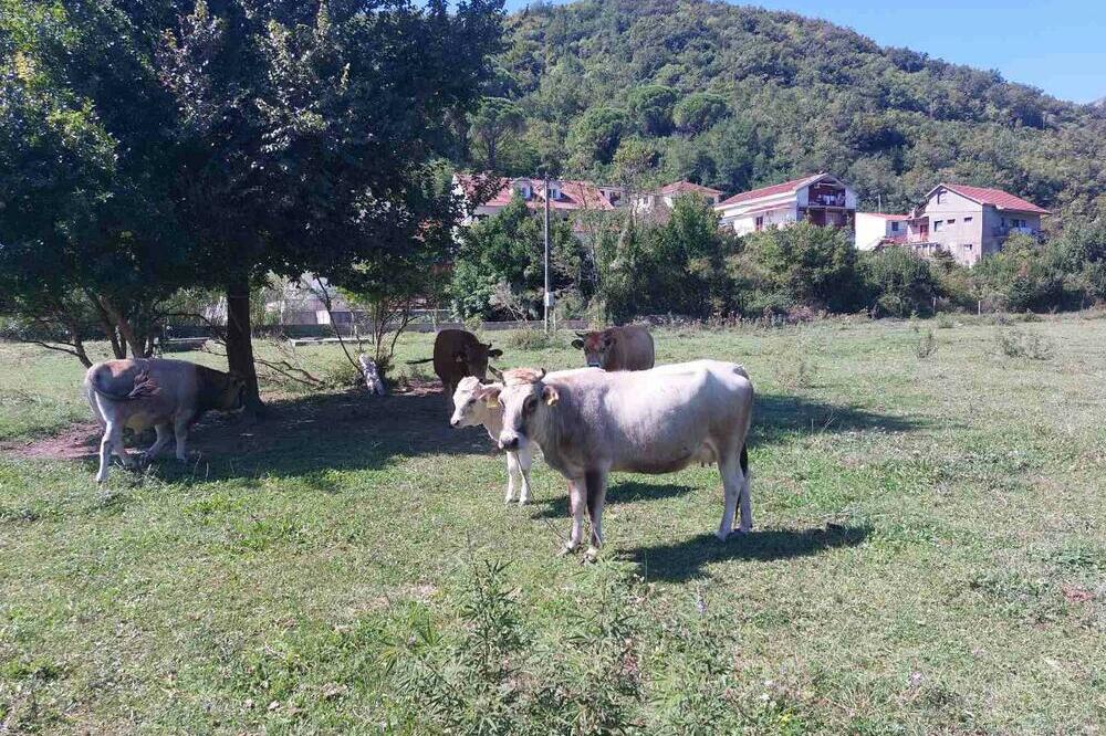 Buša nekada bila dominantna sorta, Foto: NVO Buša