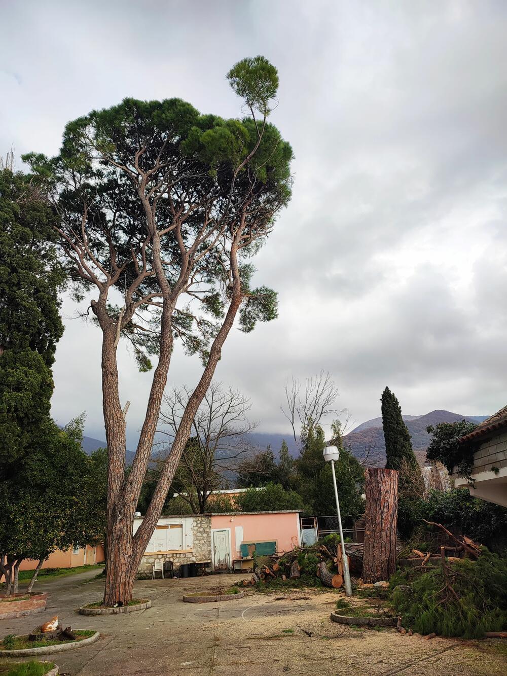 <p>Stablo je posječeno nakon upornih žalbi i više puta ponovljenih zahtjeva vlasnika susjedne parcele</p>