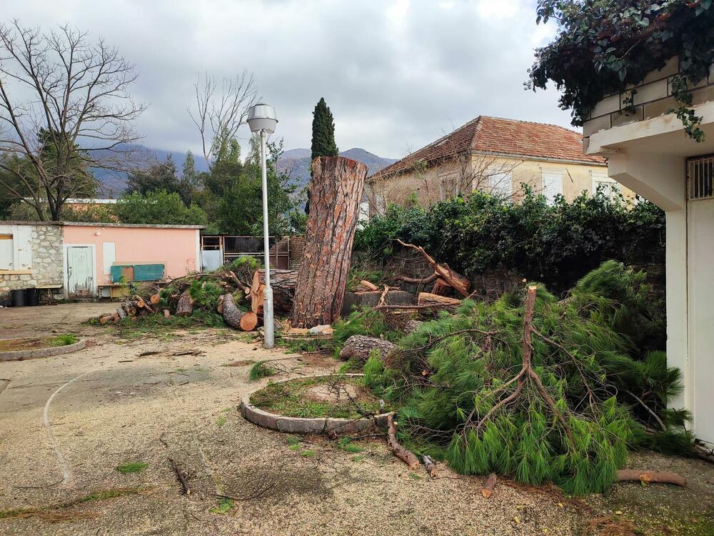 <p>Stablo je posječeno nakon upornih žalbi i više puta ponovljenih zahtjeva vlasnika susjedne parcele</p>