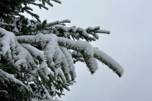Snijeg zabijelio Žabljak