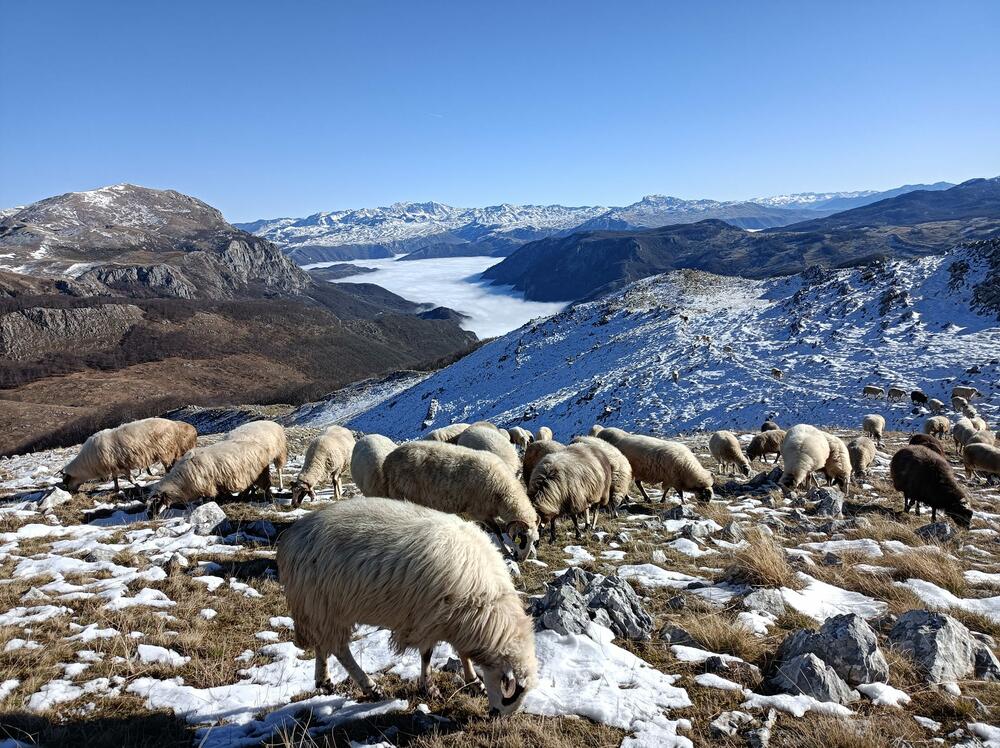 Jedini u selu drže ovce