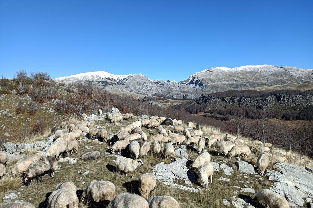 Foto: Žarko Bajagić