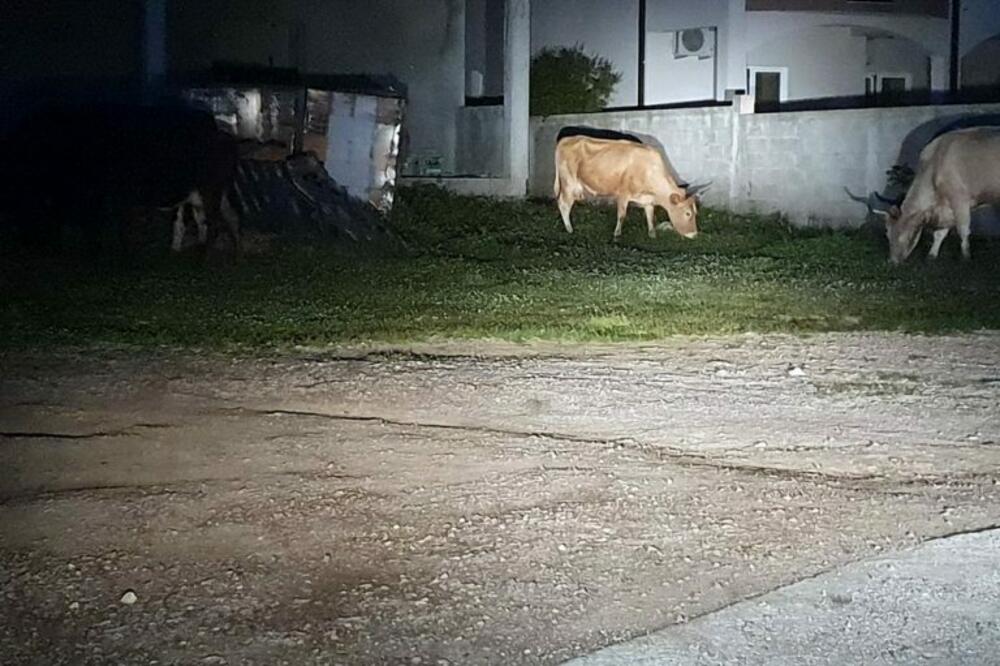 Poludivlja stoka u Gradiošnici, Foto: Privatna arhiva