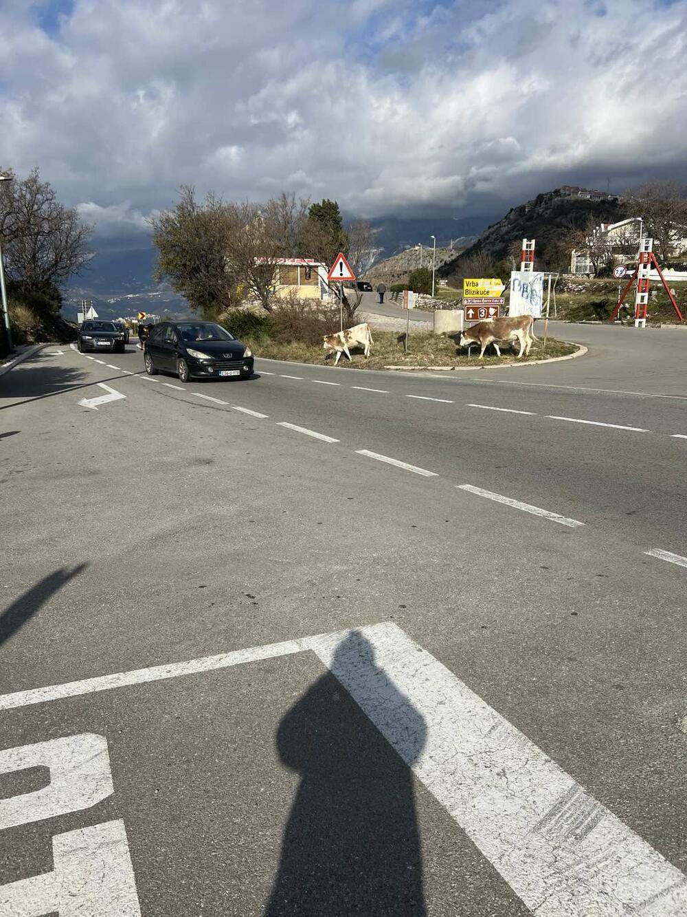 lutajuća stoka Budva