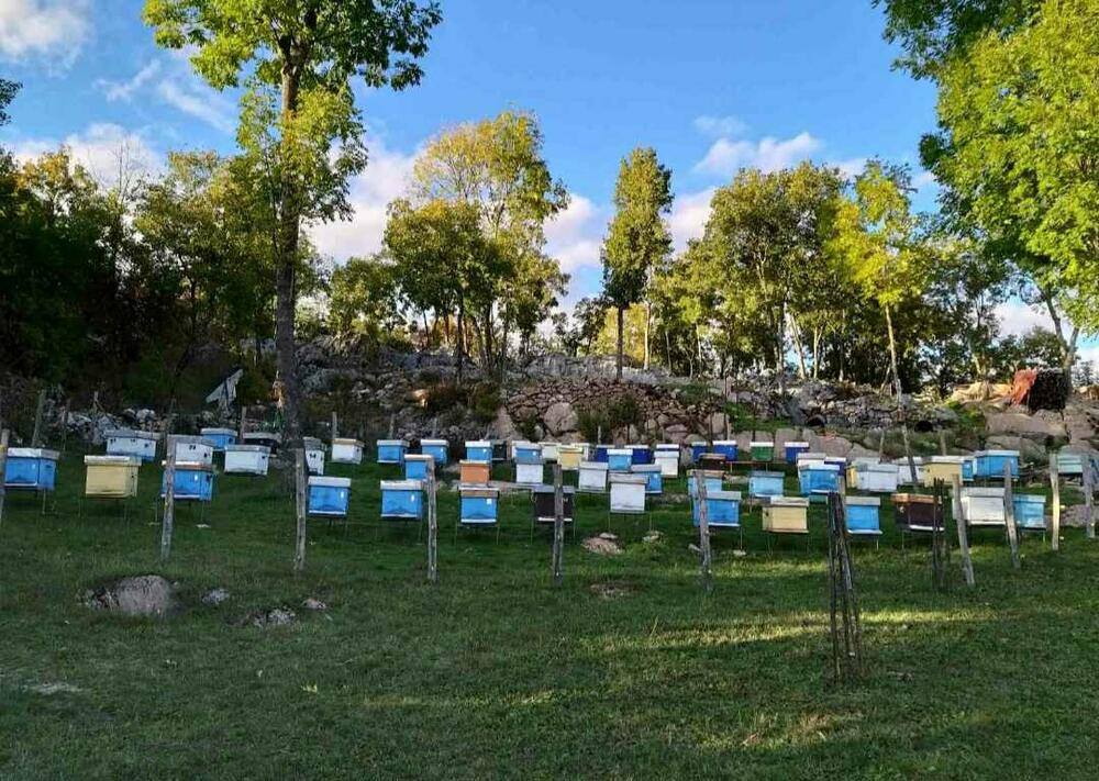 Dušan Martinović tekst