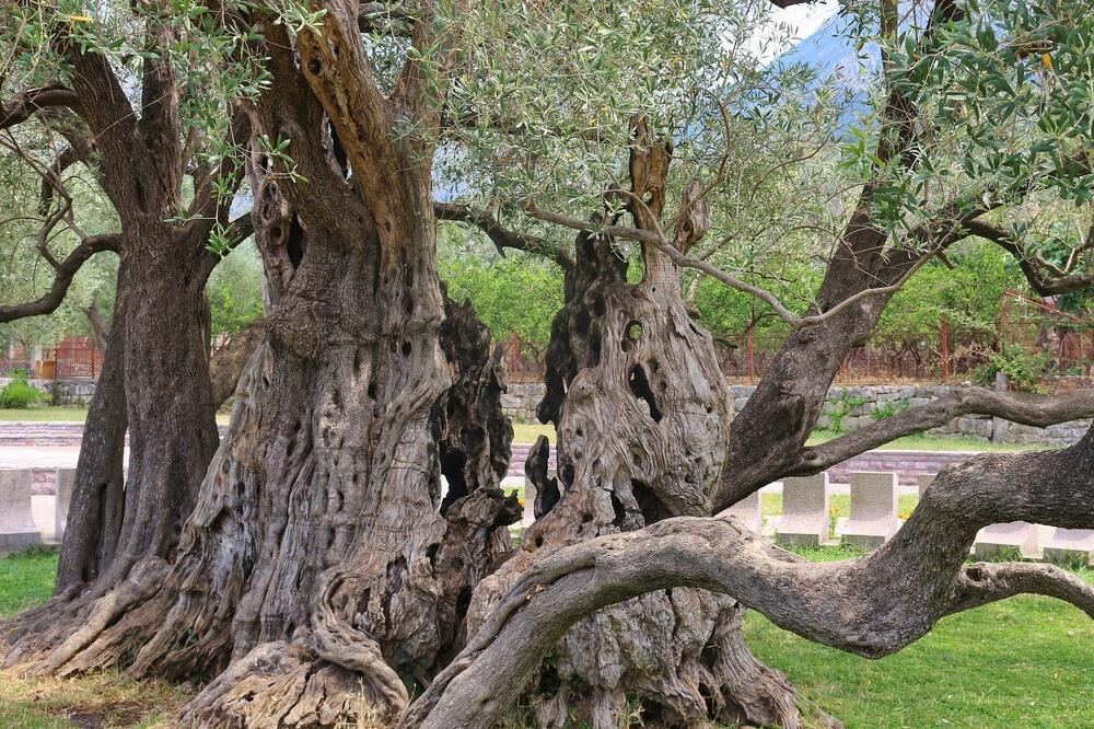 Stara maslina u Baru, Foto: Shutterstock