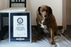 Ginisovi rekordi: Da li je Bobi zaista bio najstariji pas na...
