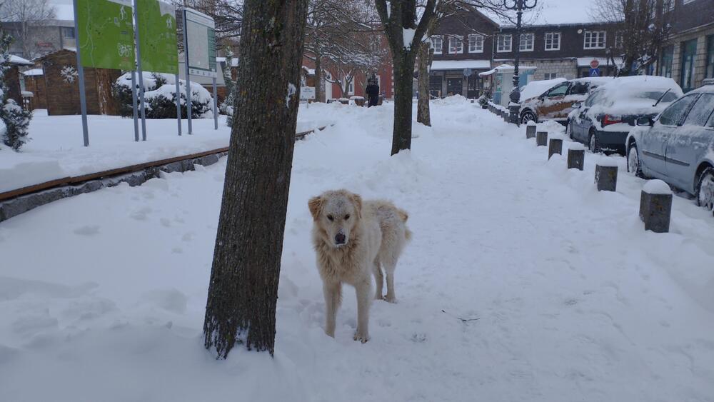 <p>Pada 'suvi' sjeverni snijeg, praćen jakim vjetrom, pa su pojedini djelovi staze, bukvalno, kopni. Ukoliko bi se padavine nastavile, uz još 20 centimetara novog snijega, mogli bi da pripremimo staze i konačno počenemo skijašku sezonu, u pravom smislu te riječi", rekao je "Vijestima" rukovodilac državnog Ski centra Kolašin 1600 Bojan Medenica</p>