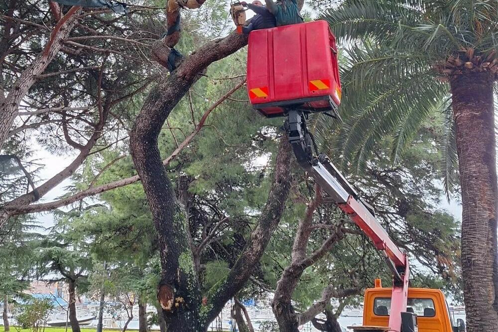 Akcija obrezivanja drveća u Baru, Foto: Komunalne djelatnosti
