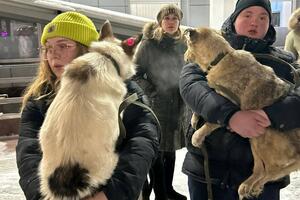 Prava životinja u Rusiji: Dramatična kampanja da se psi lutalice...