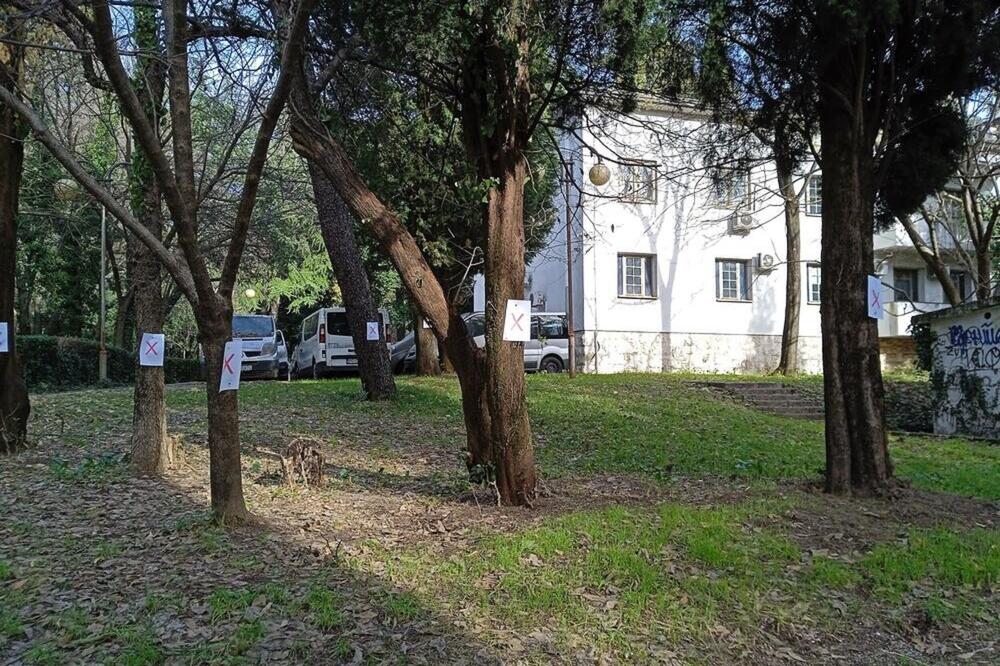 Označena stabla na parceli gdje je planirana gradnja, Foto: Alen Hadžović