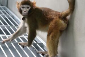 Kloniran rezus majmun da bi se ubrzala medicinska istraživanja