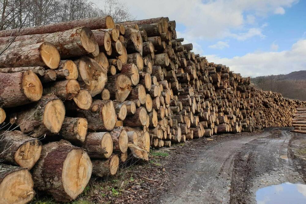 Država traži veću kontrolu nad šumarstvom (Ilustracija), Foto: Breznica