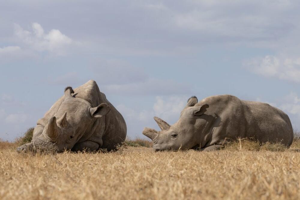 Najin i Fatu su posljednji sjeverni bijeli nosorozi na svijetu, Foto: Jan Zwilling