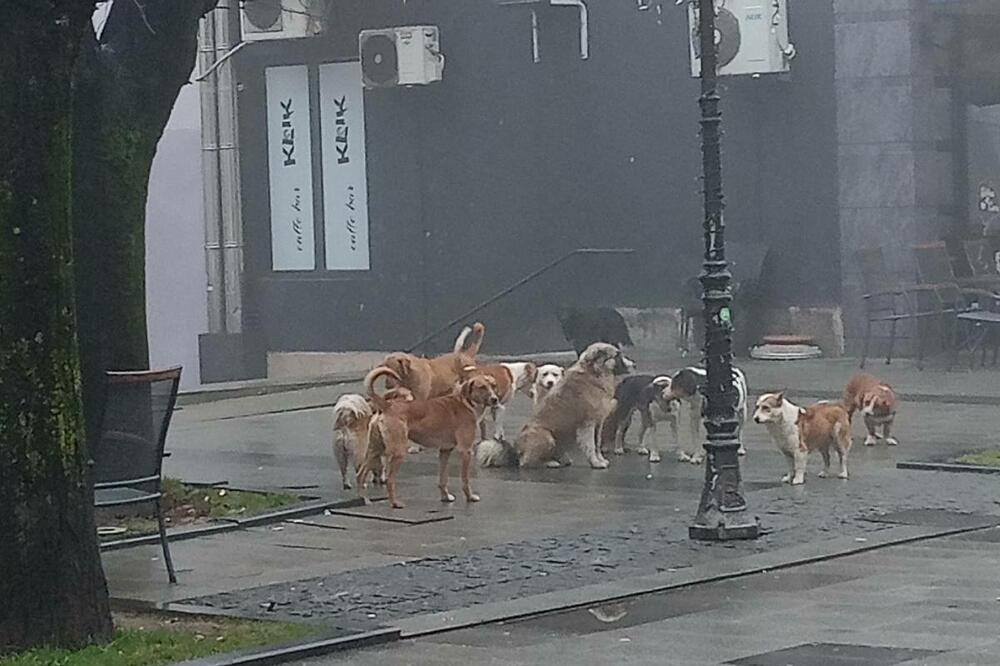 Čopori pasa lutaju i centrom grada, Foto: Privatna arhiva