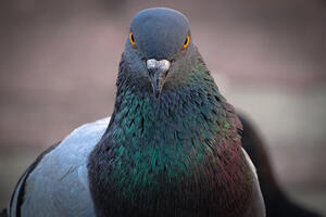 A pigeon previously suspected of espionage was released in India