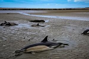 Morske životinje: Pet nasukanih delfina spaseno i vraćeno u more